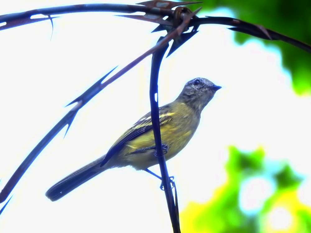 Forest Elaenia - ML643651725