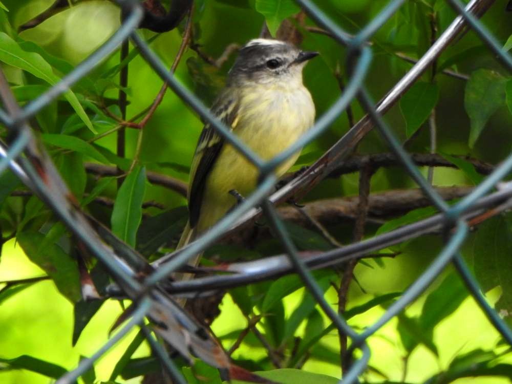 Forest Elaenia - ML643651729