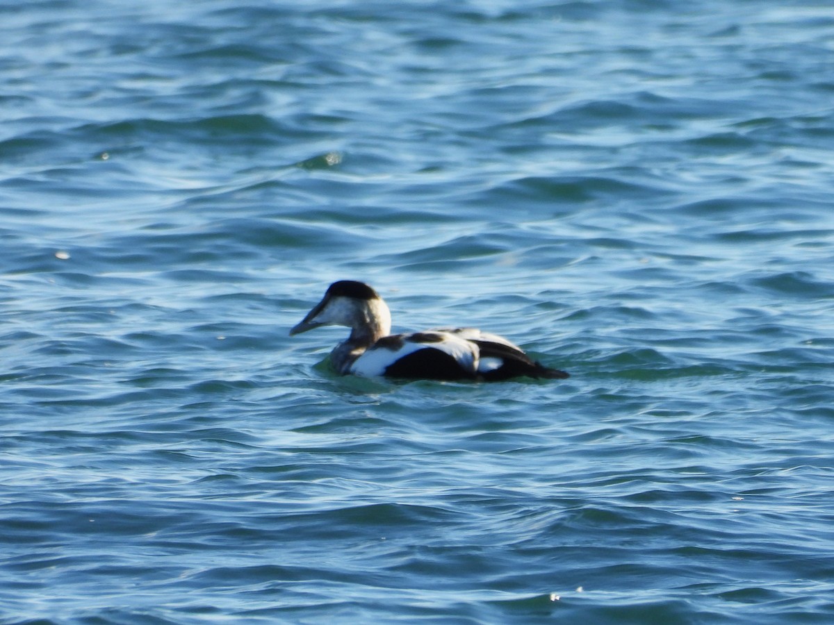 Common Eider - ML643651786