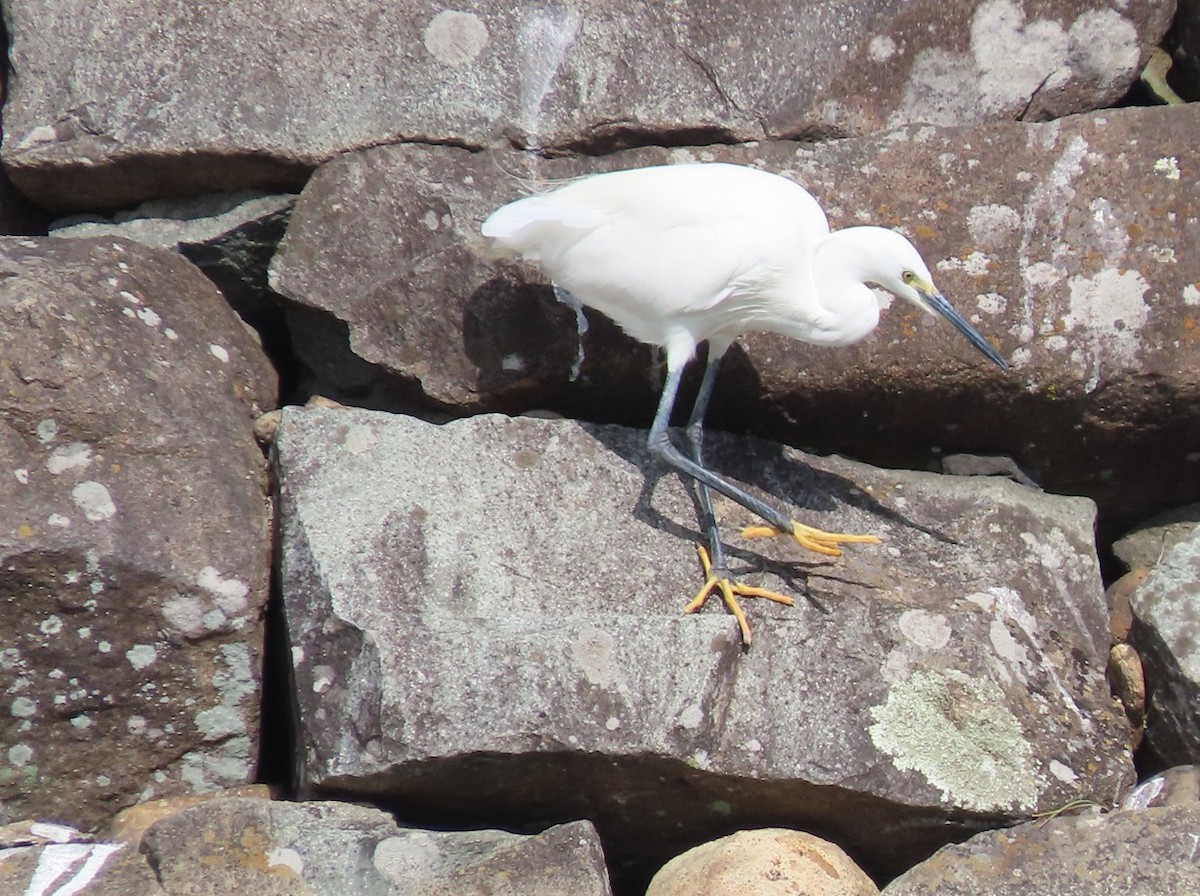 Little Egret - ML643651808