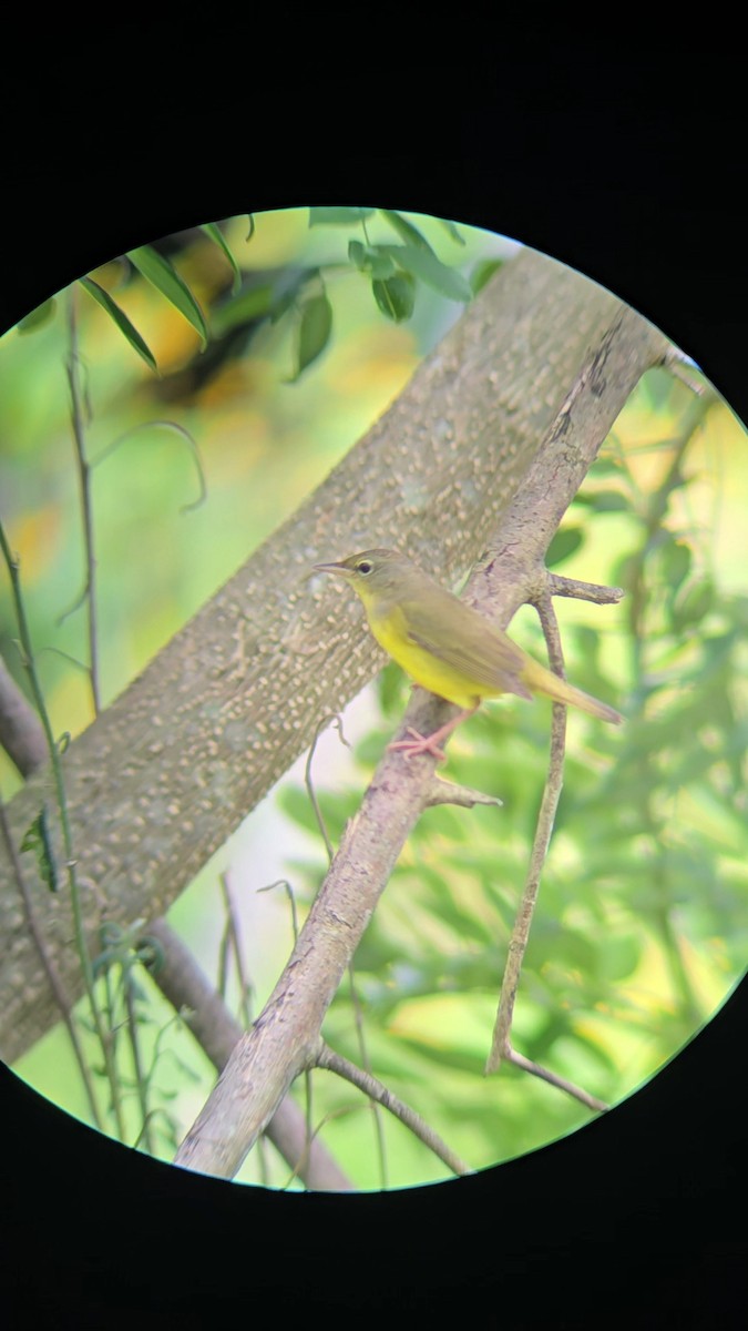 Mourning Warbler - ML643651812