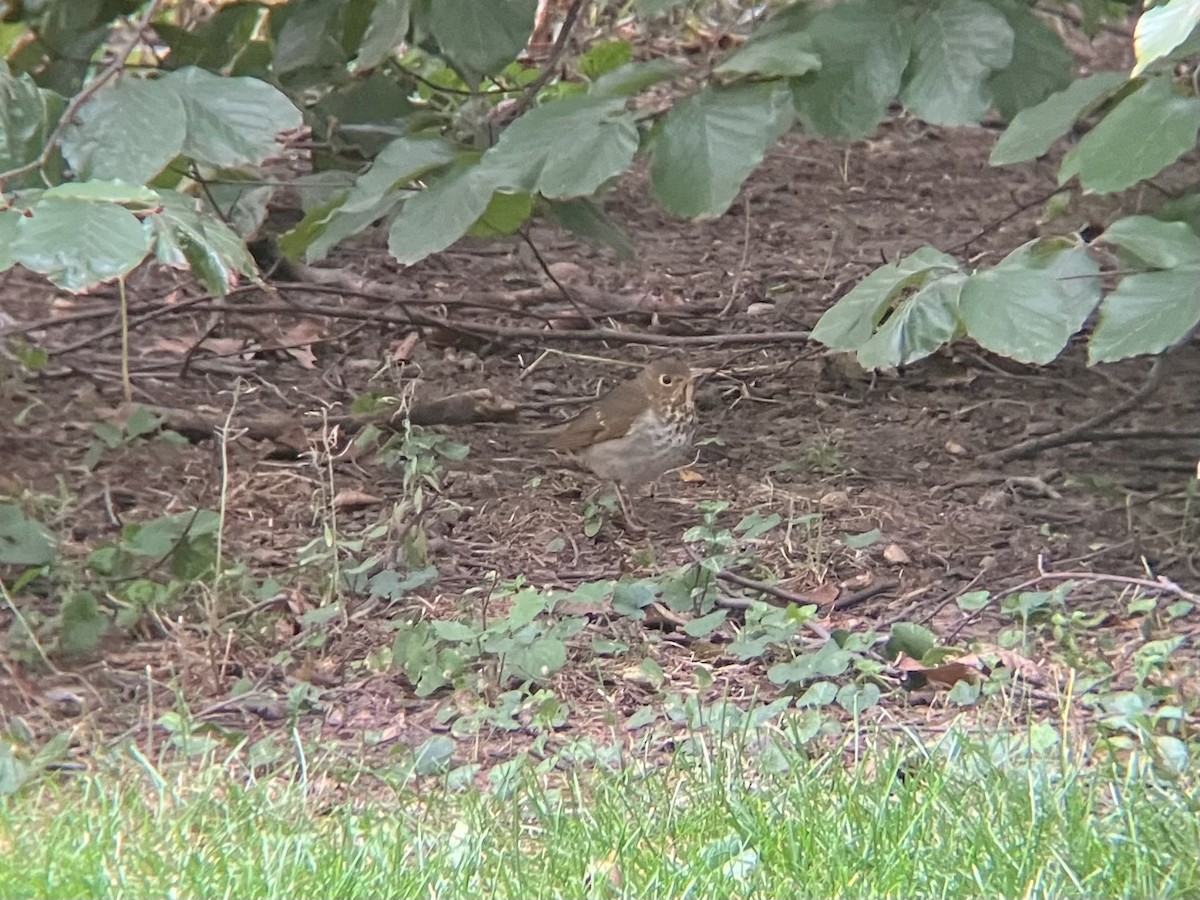 Swainson's Thrush - ML643651851