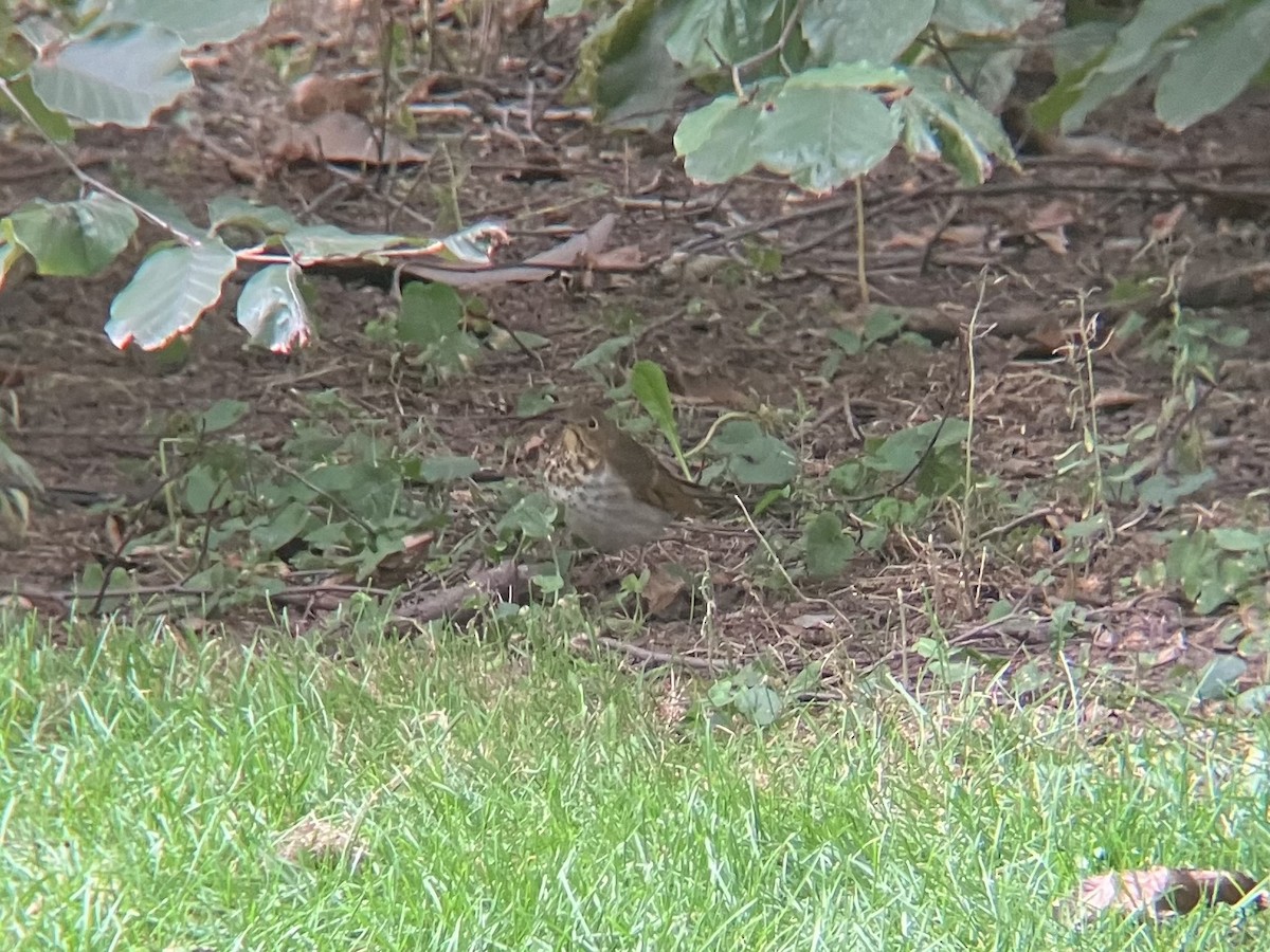 Swainson's Thrush - ML643651852