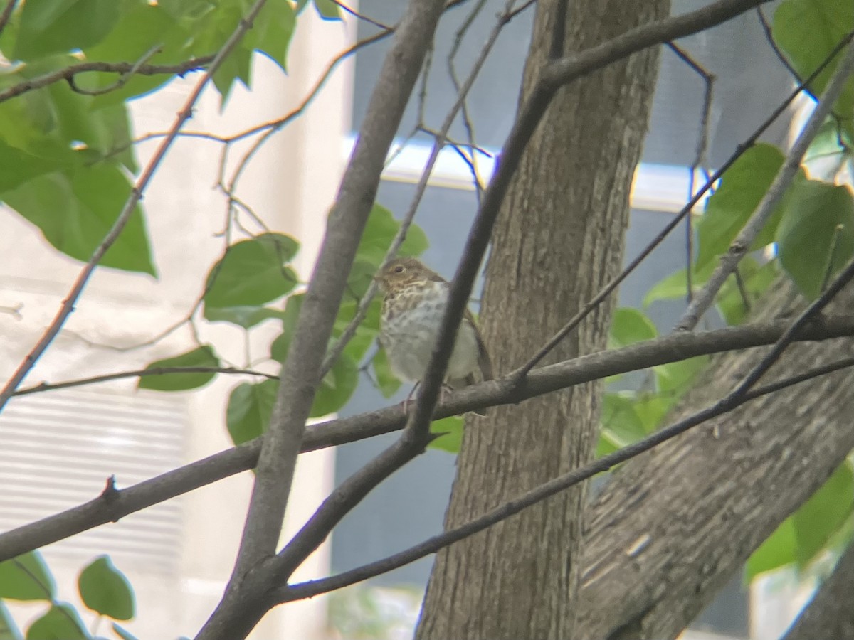 Swainson's Thrush - ML643651853