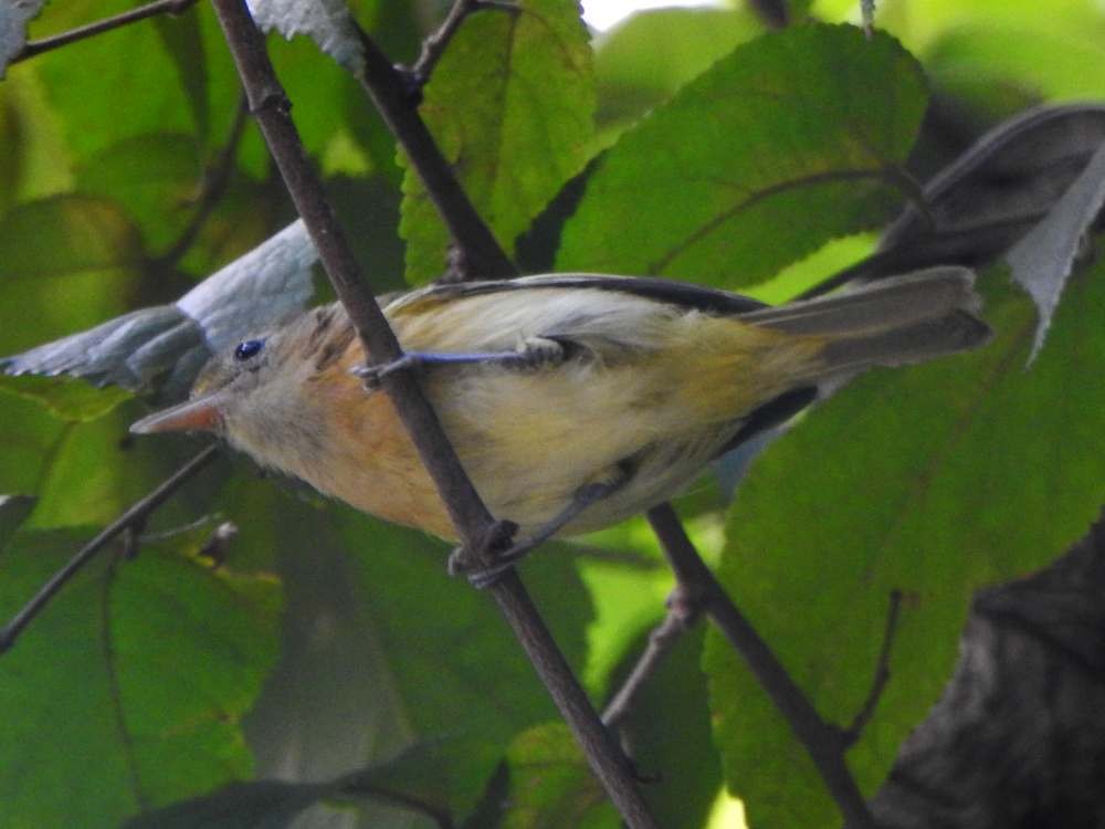Golden-fronted Greenlet - ML643651864