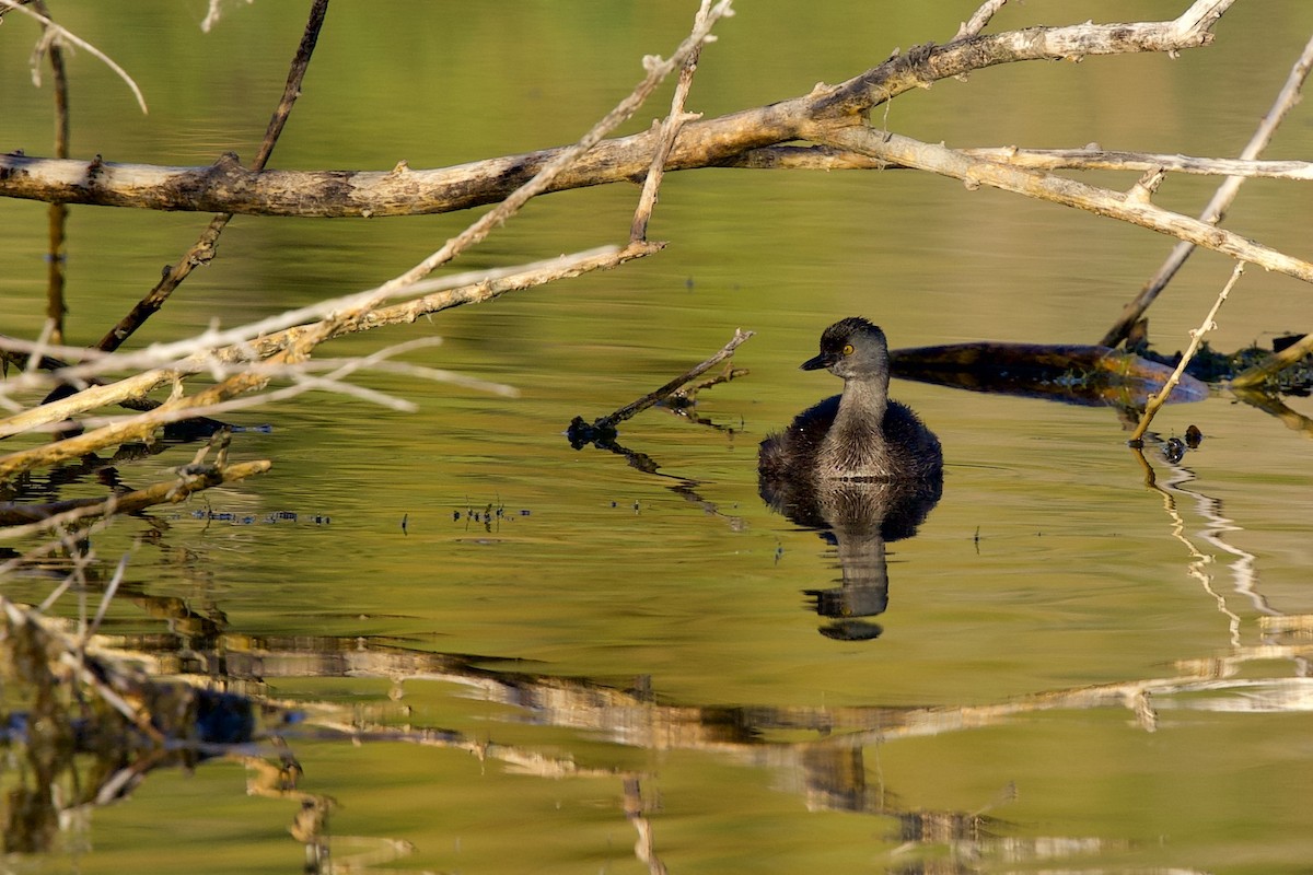 Least Grebe - ML643651920