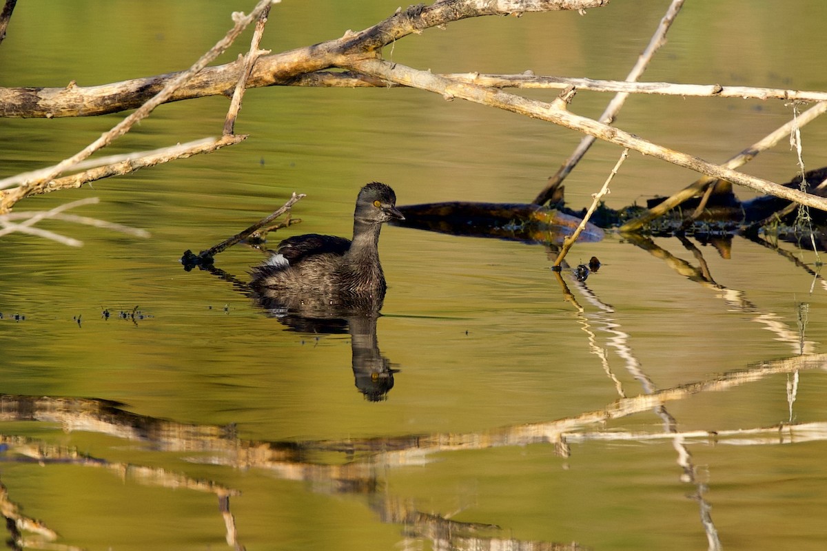 Least Grebe - ML643651921