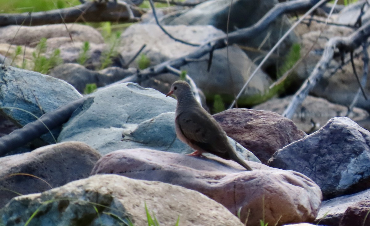 Common Ground Dove - ML643651927