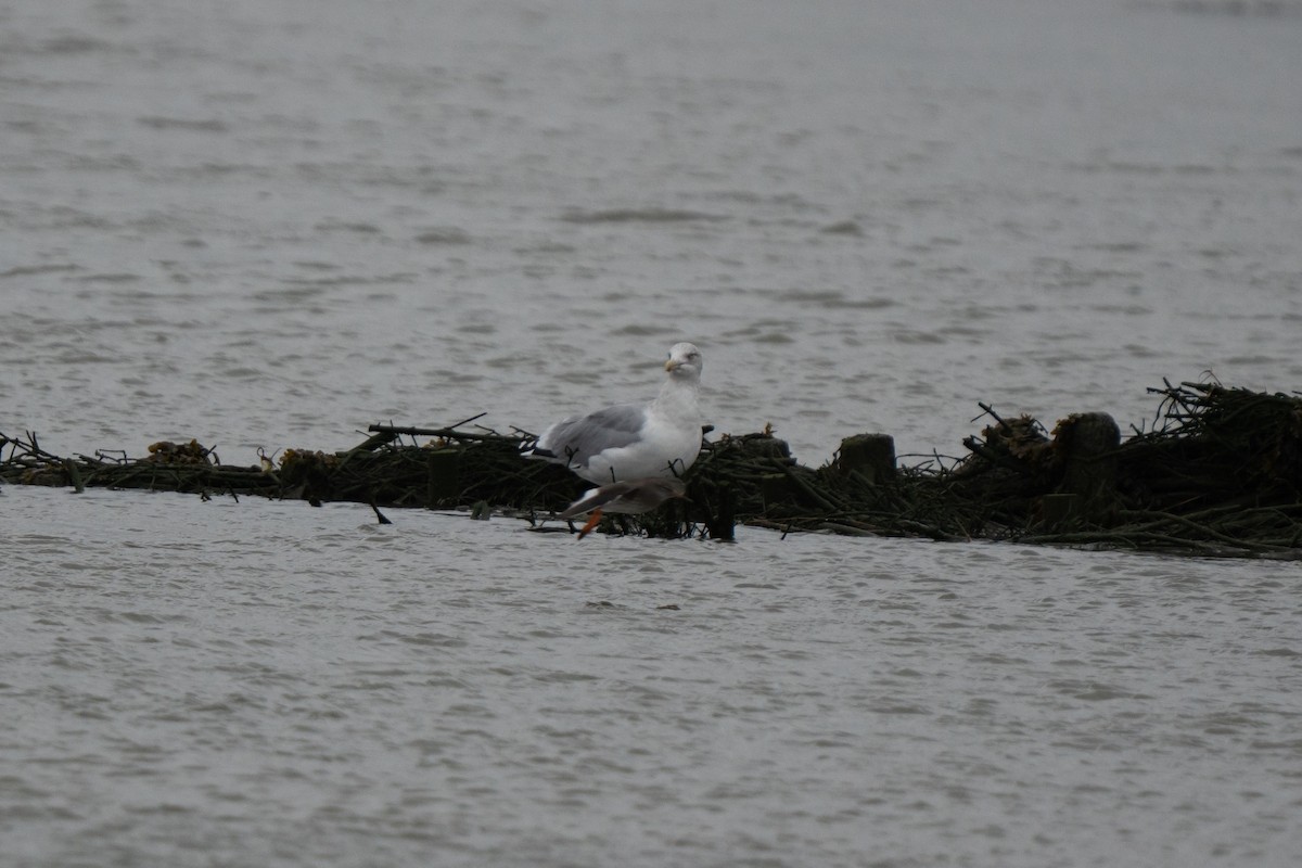 European Herring Gull - ML643651938
