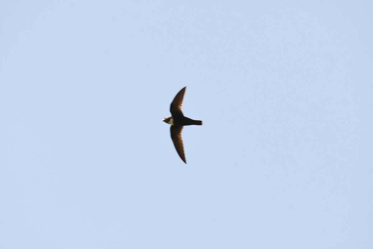 White-collared Swift - ML643651961