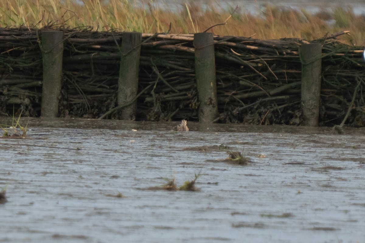 Common Snipe - ML643651972