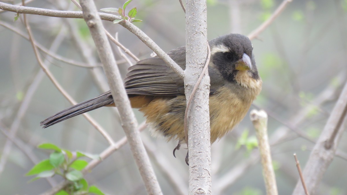 Golden-billed Saltator - ML643651989