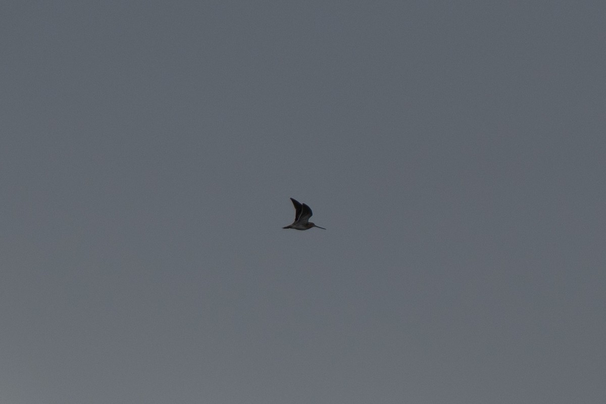 Common Snipe - ML643652012