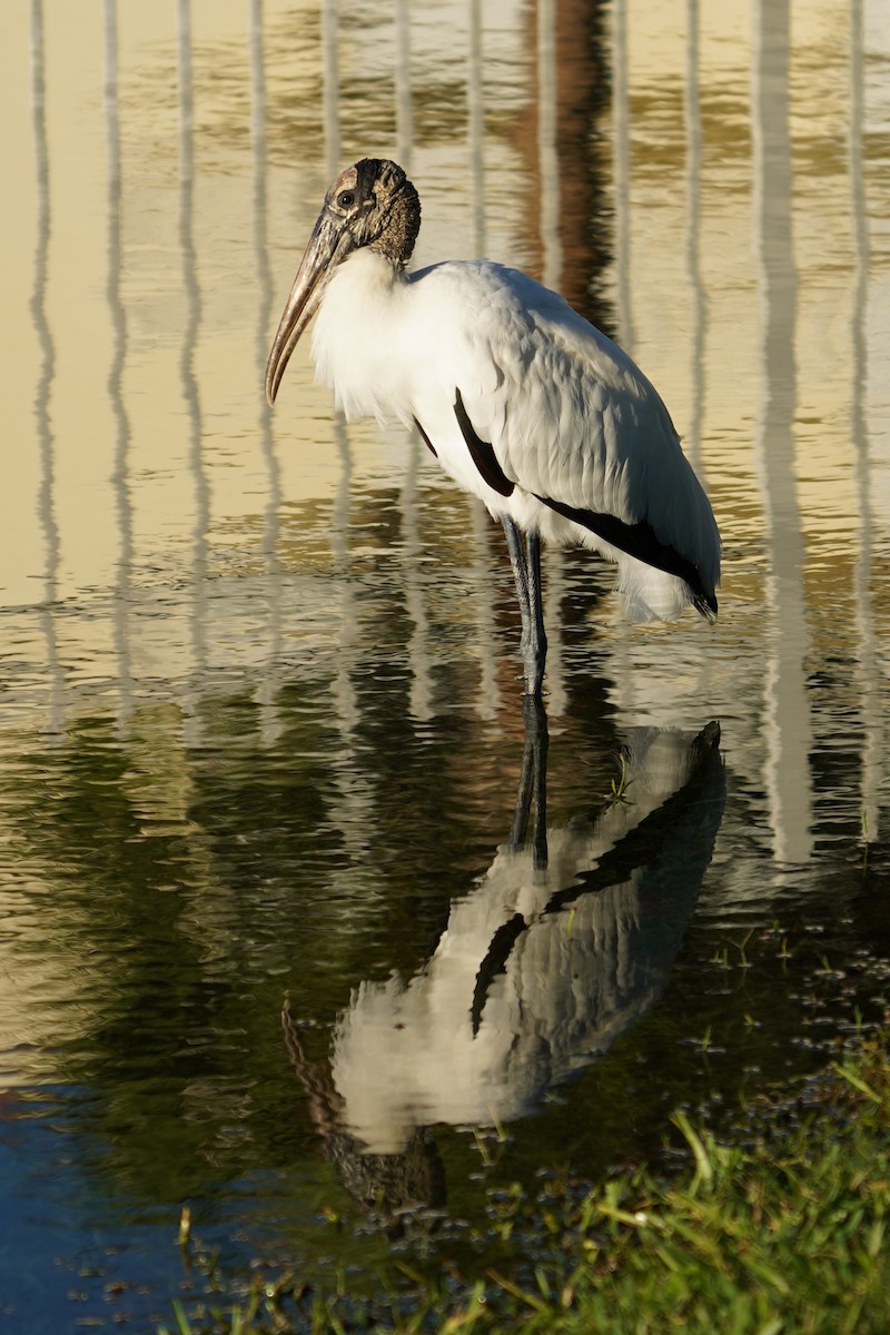 Wood Stork - ML643652044