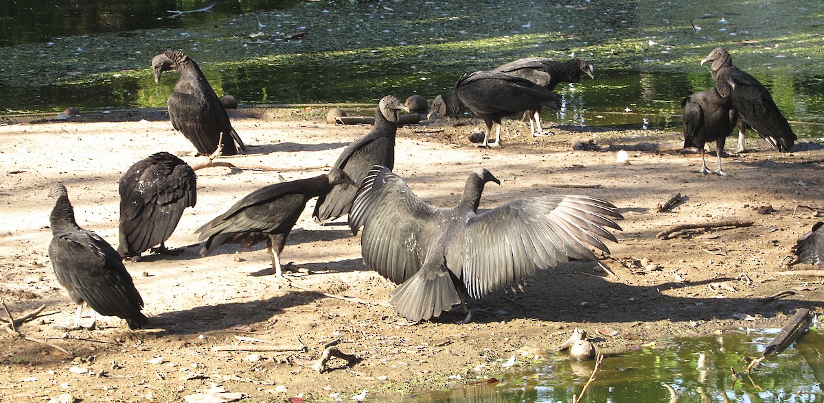 Black Vulture - ML643652049
