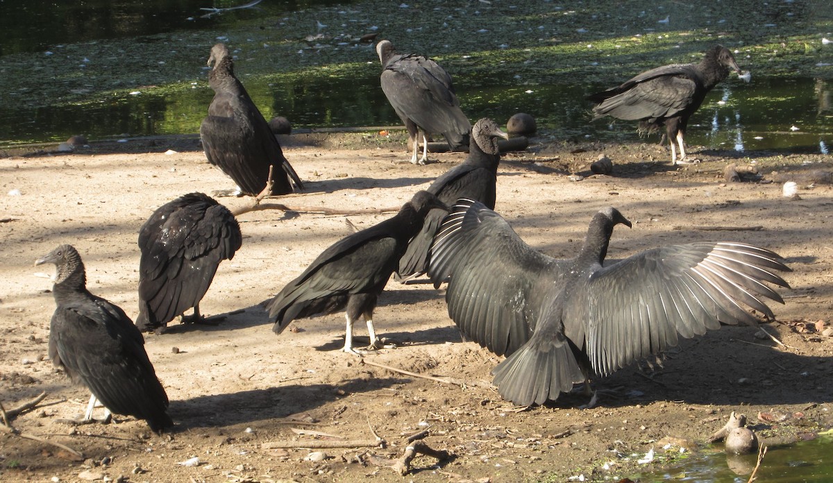 Black Vulture - ML643652050