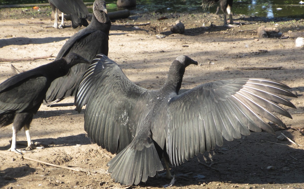 Black Vulture - ML643652051