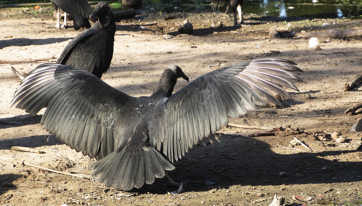 Black Vulture - ML643652052