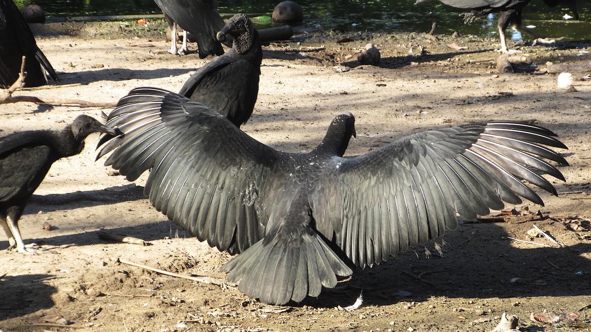 Black Vulture - ML643652053