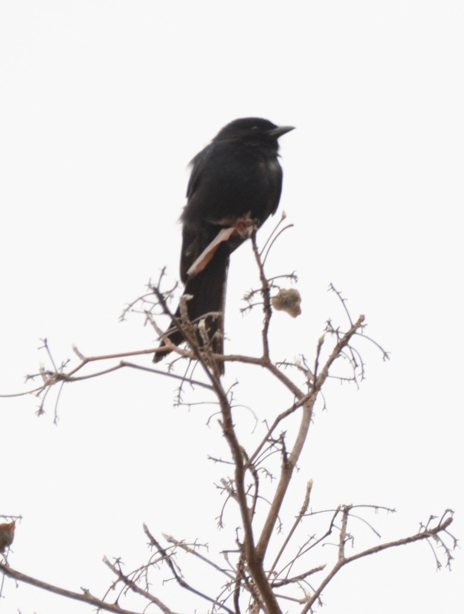 drongo africký - ML643652060