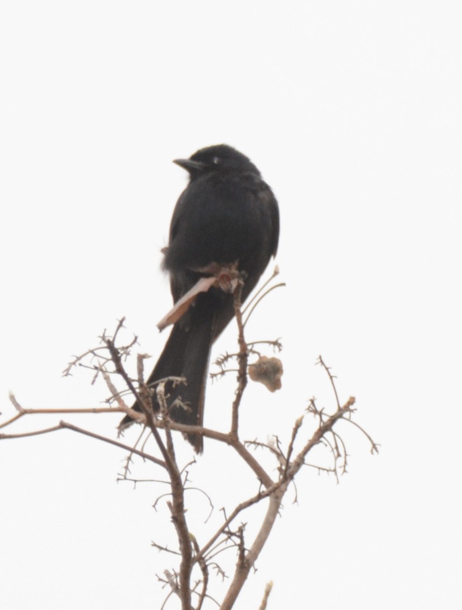 drongo africký - ML643652061