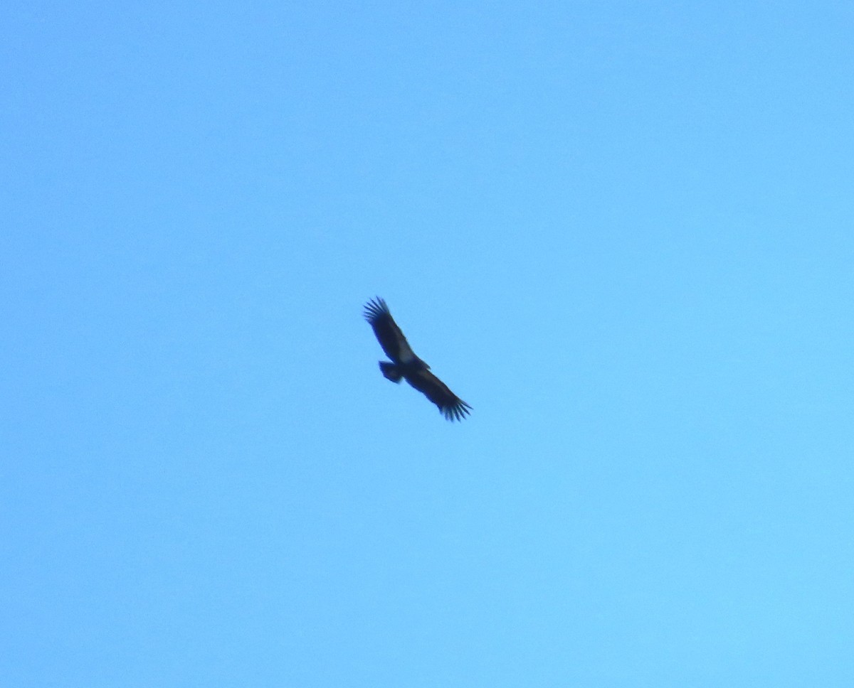 Condor de Californie - ML643652100