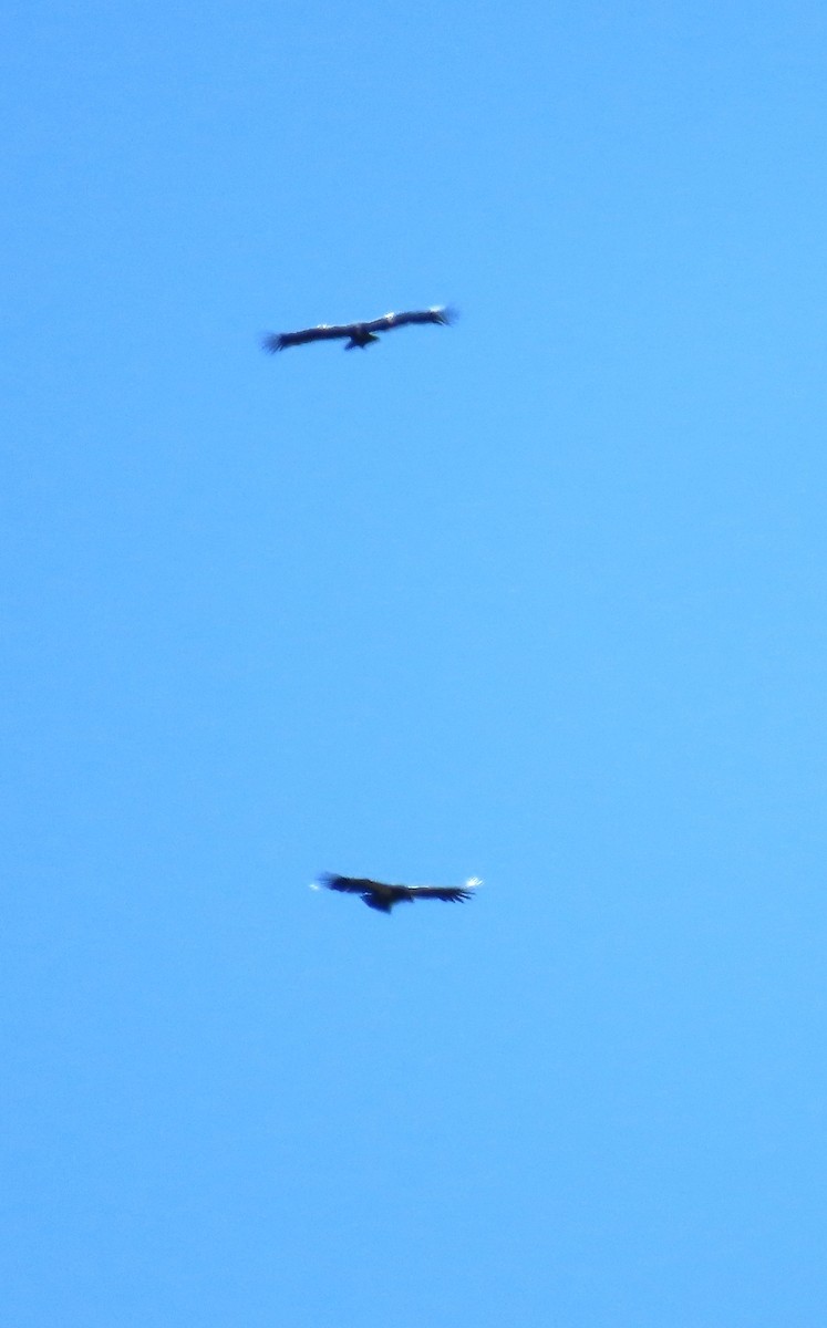 Condor de Californie - ML643652101