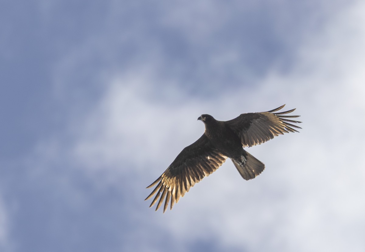 Caracara Austral - ML643652103