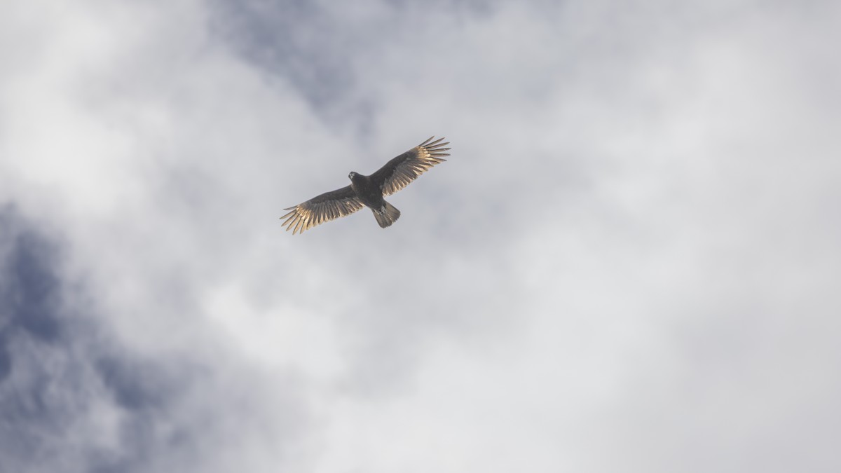 Caracara Austral - ML643652104