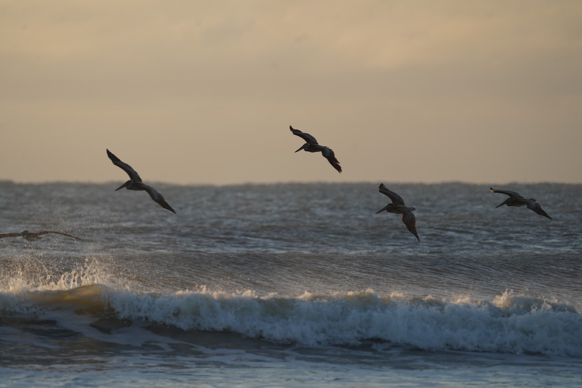 Brown Pelican - ML643652117