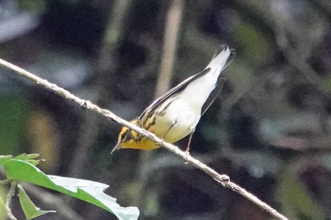 hemlokkparula - ML643652127
