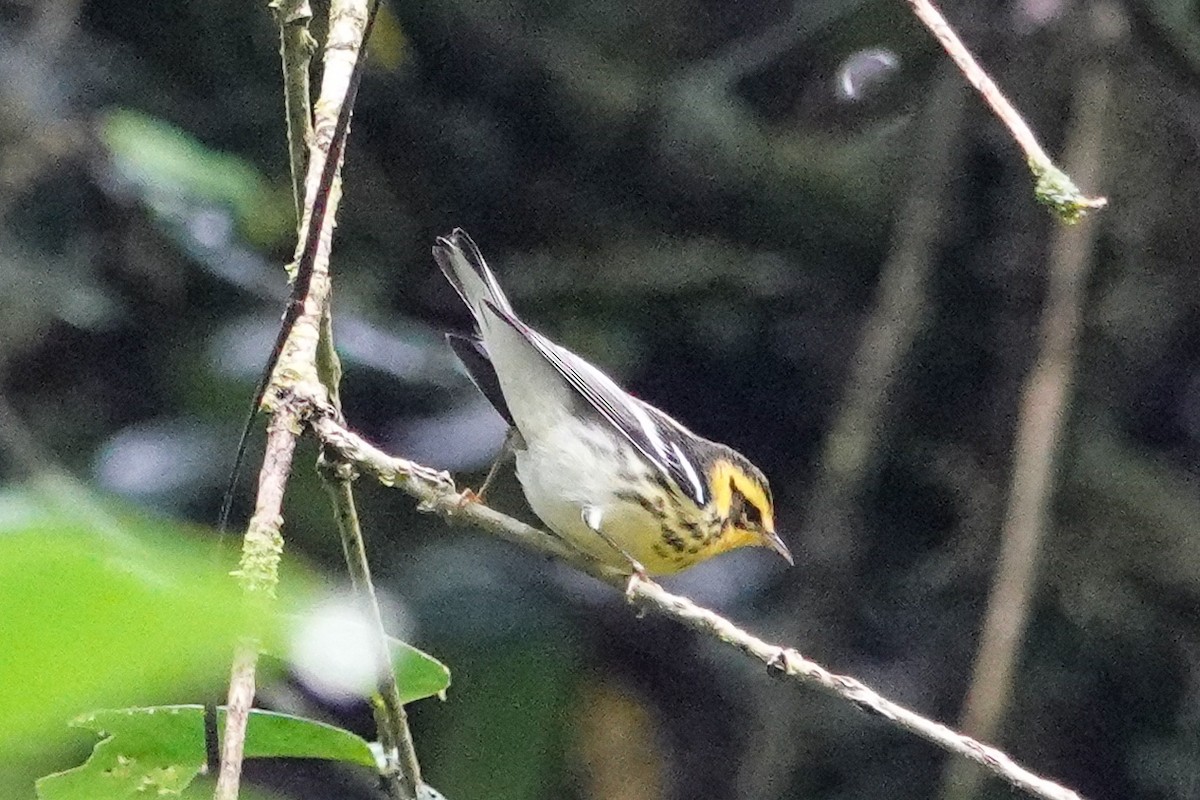 hemlokkparula - ML643652128