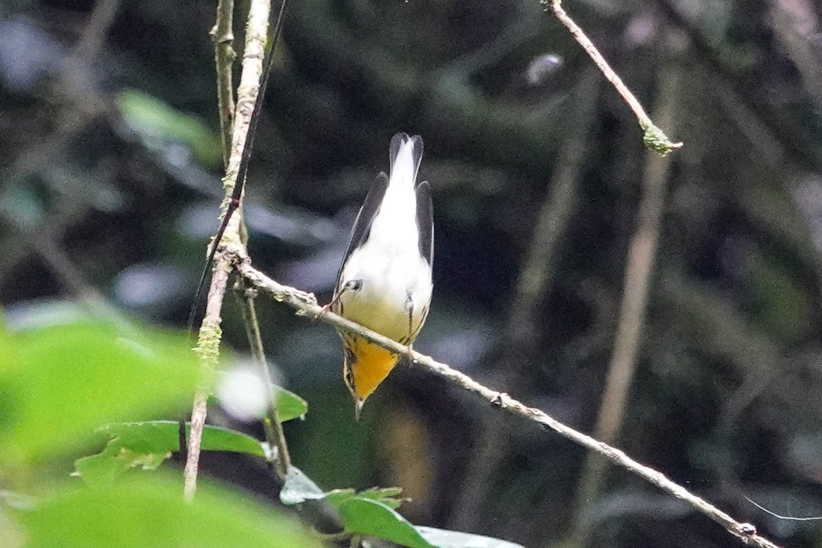 hemlokkparula - ML643652131