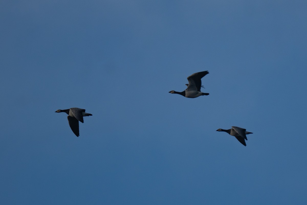 Barnacle Goose - ML643652155