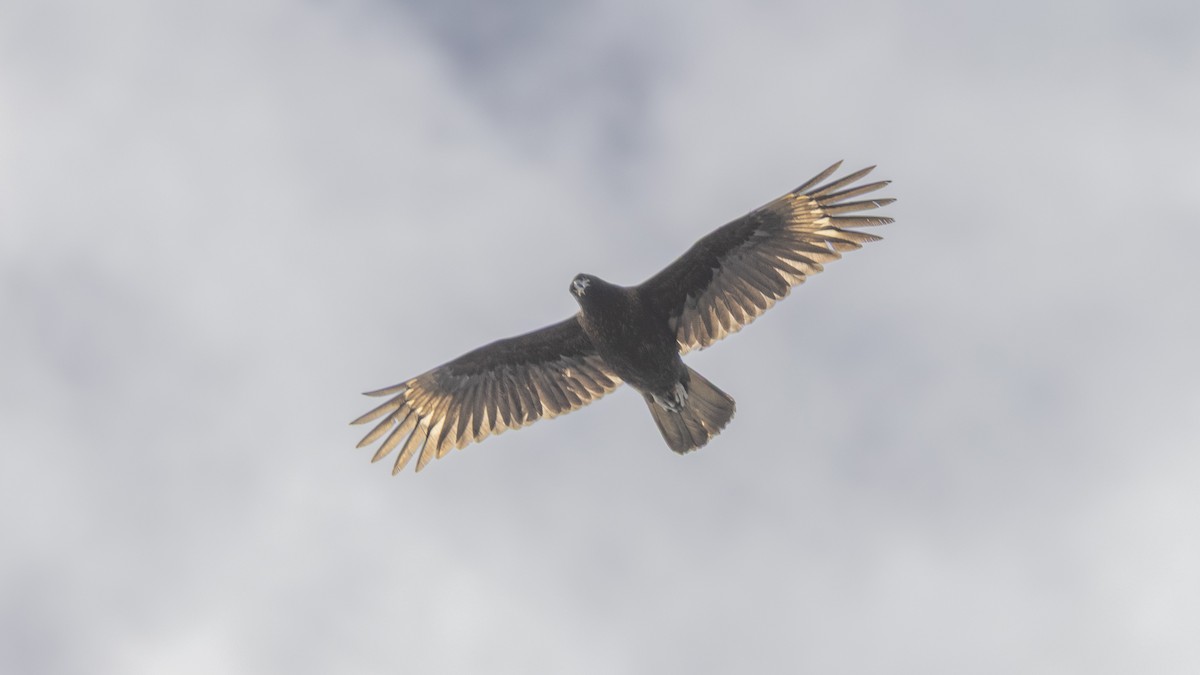 Caracara Austral - ML643652220