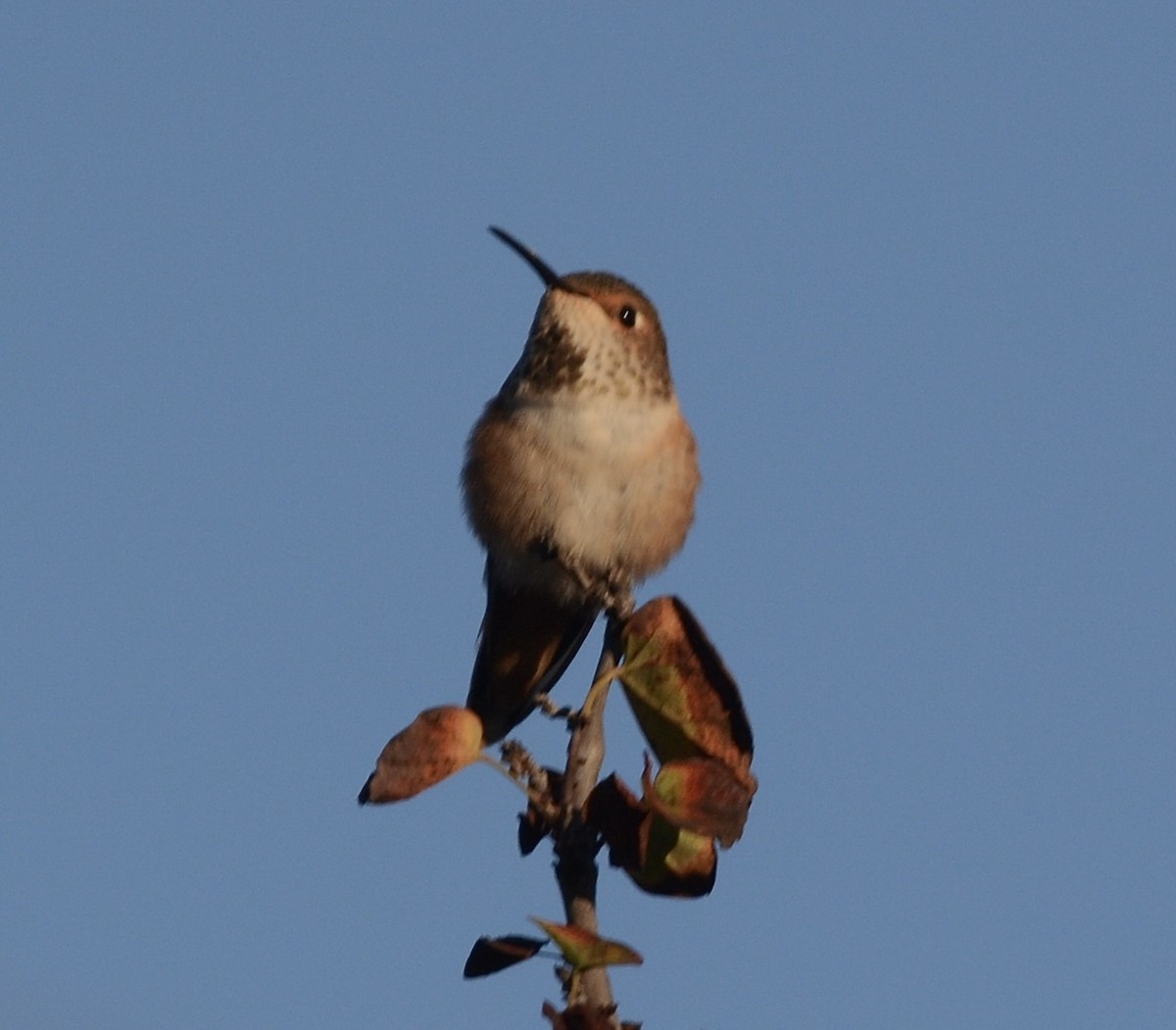 Allen's Hummingbird - ML643652241