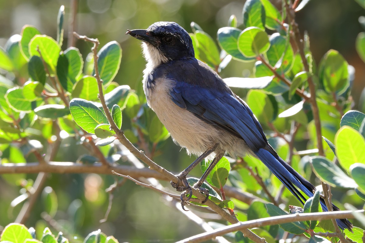 Island Scrub-Jay - ML643652242