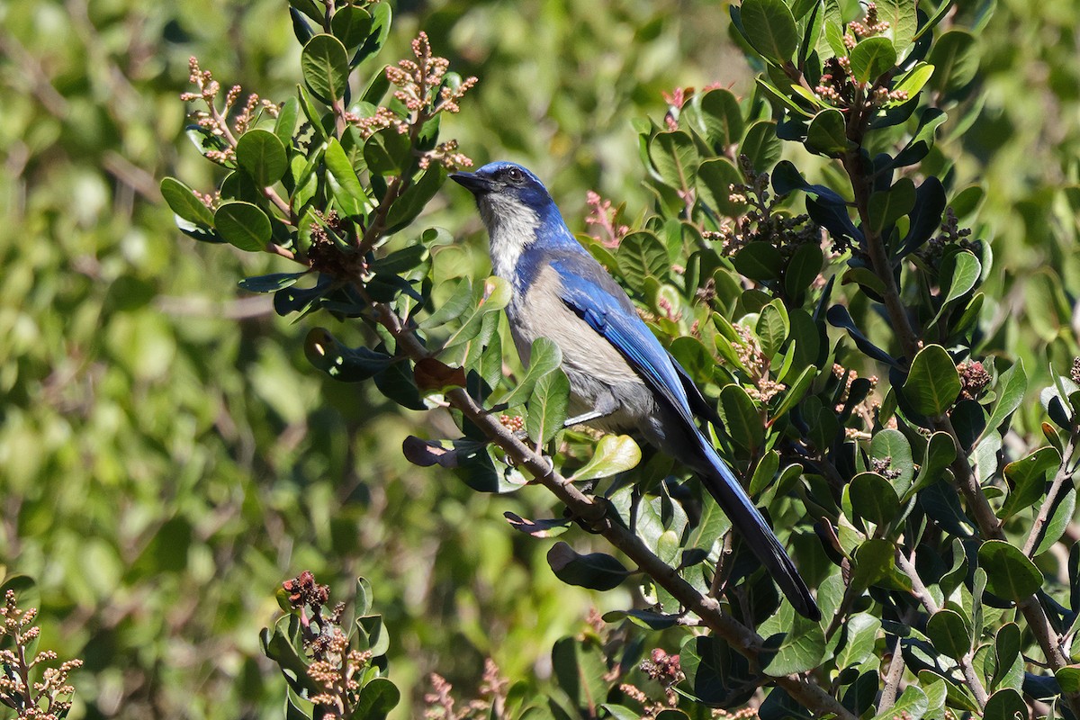 Island Scrub-Jay - ML643652243