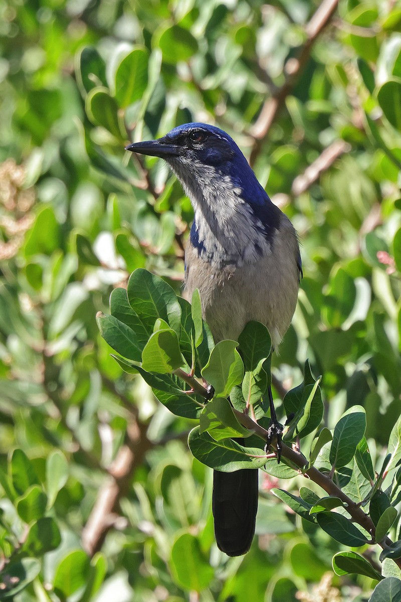 Island Scrub-Jay - ML643652244