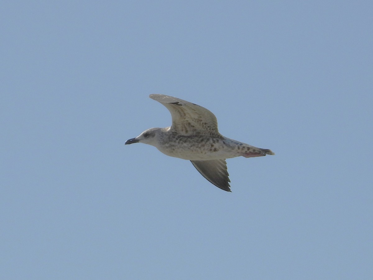 Yellow-legged Gull - ML643652262