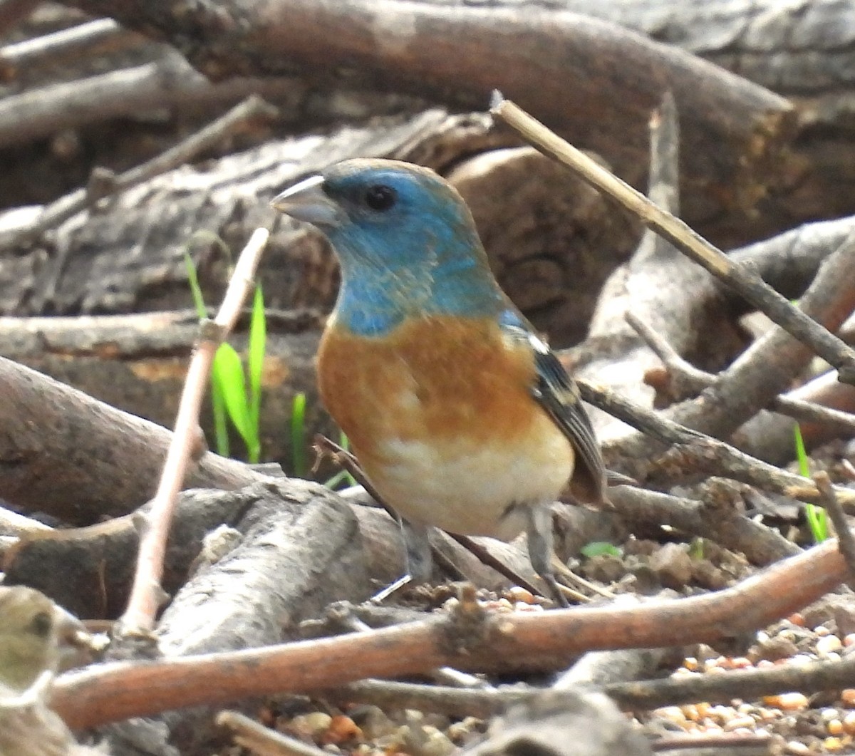 Lazuli Bunting - ML643652266