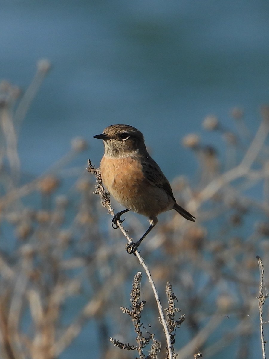 European Stonechat - ML643652270