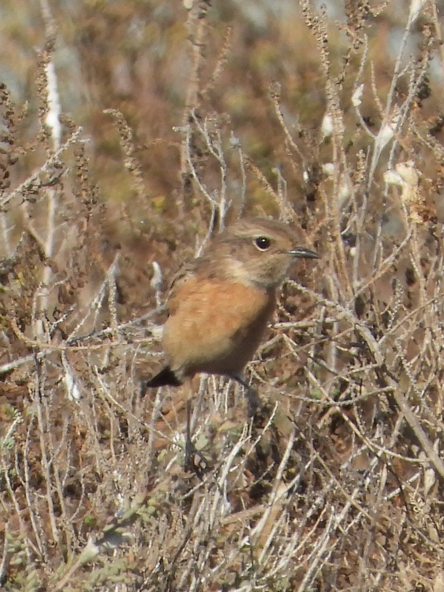 European Stonechat - ML643652271
