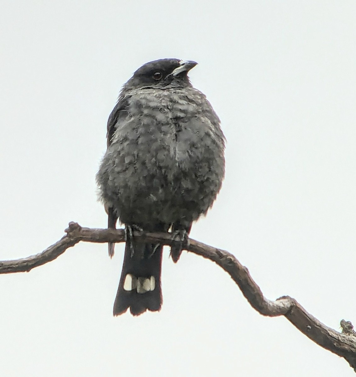 Red-crested Cotinga - ML643652272