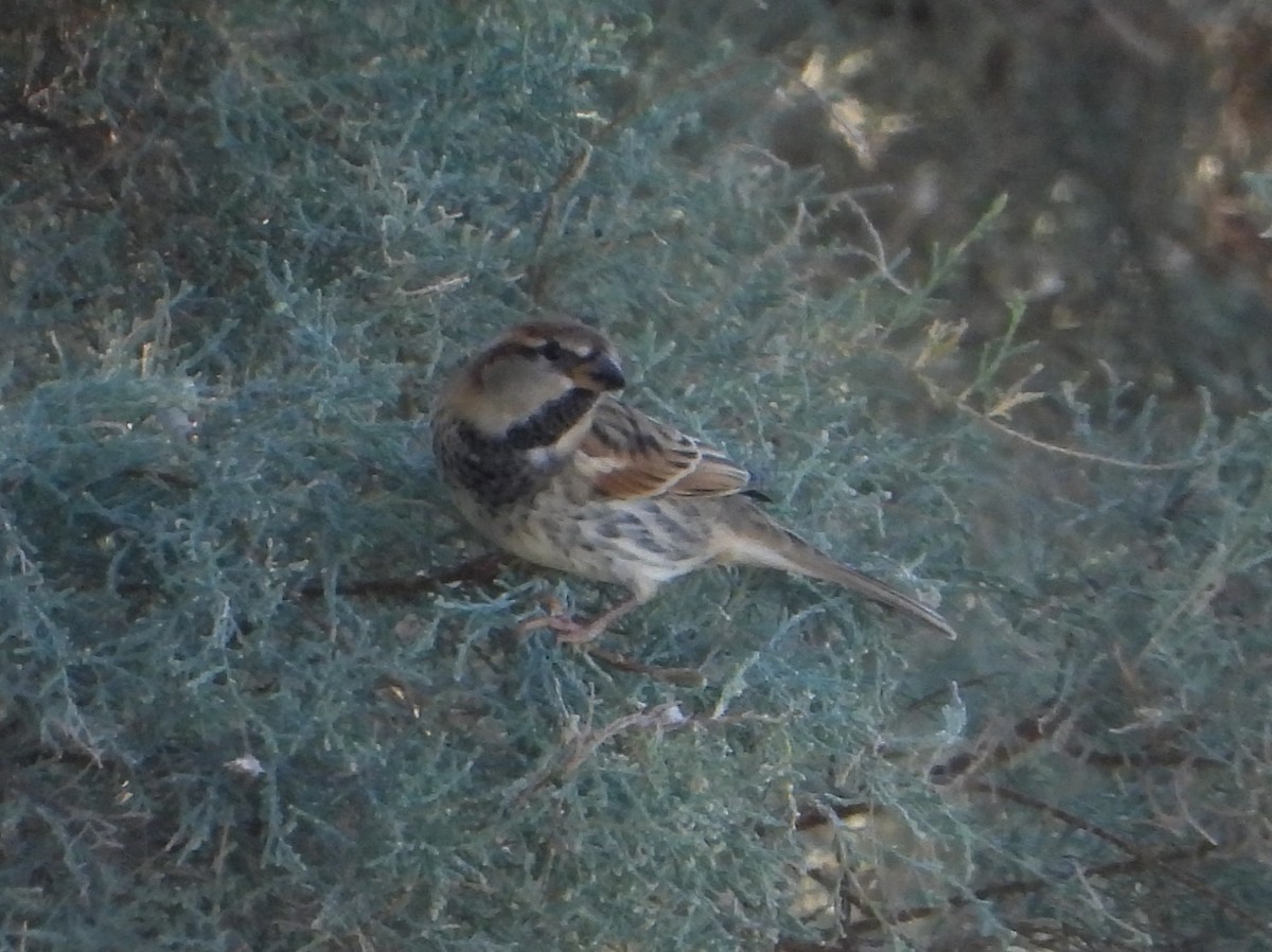 Spanish Sparrow - ML643652274