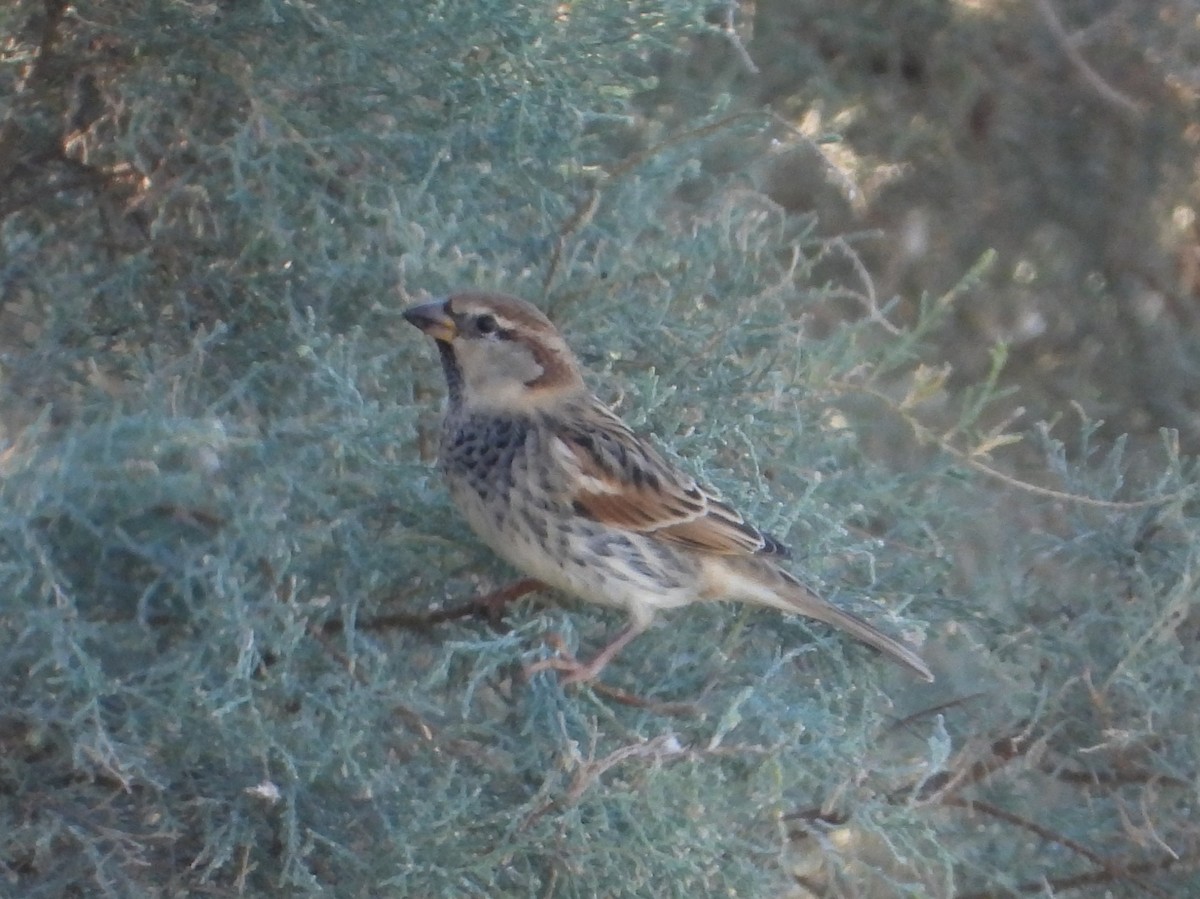 Spanish Sparrow - ML643652275