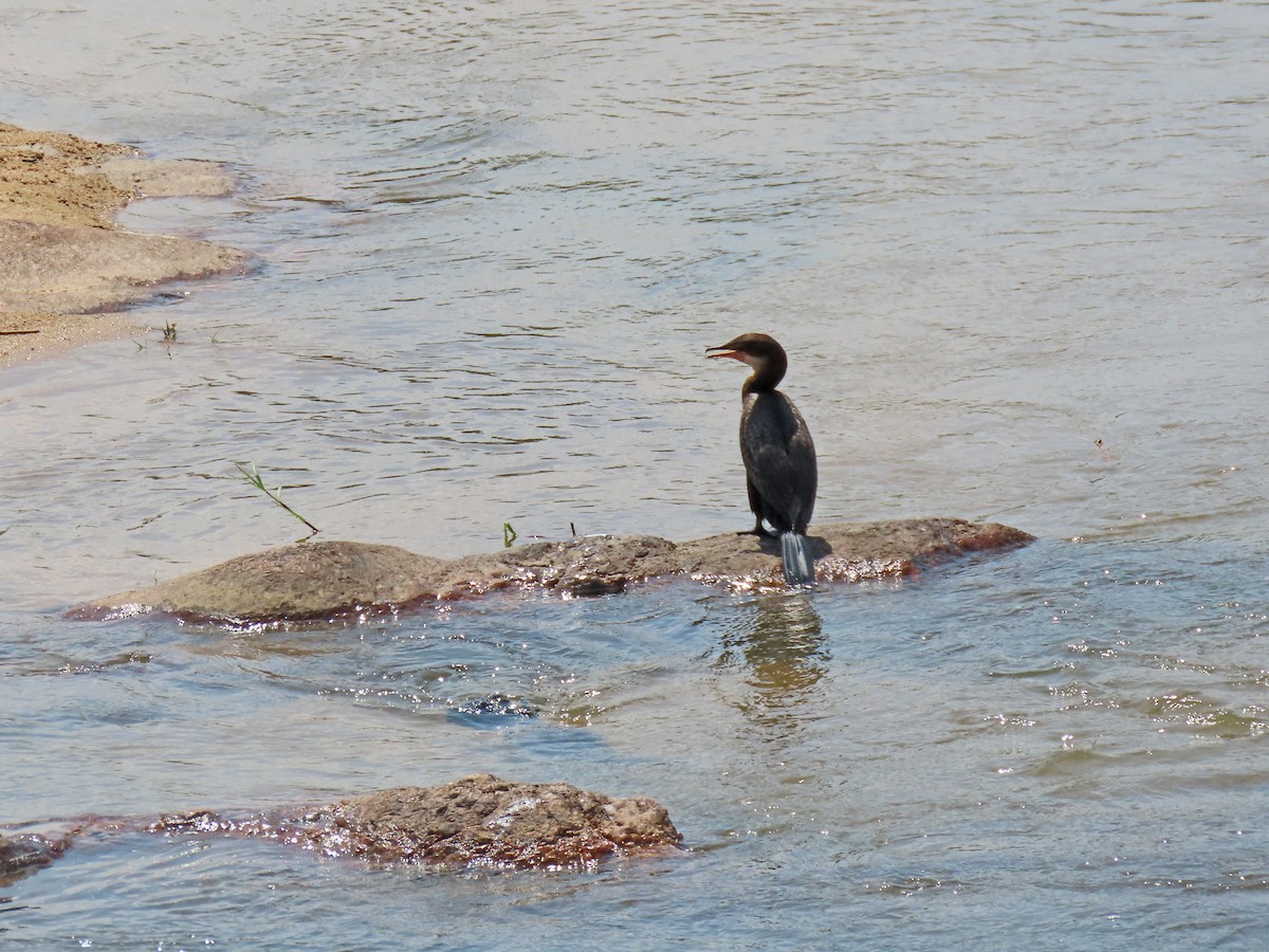 Reed Cormorant - ML643652291