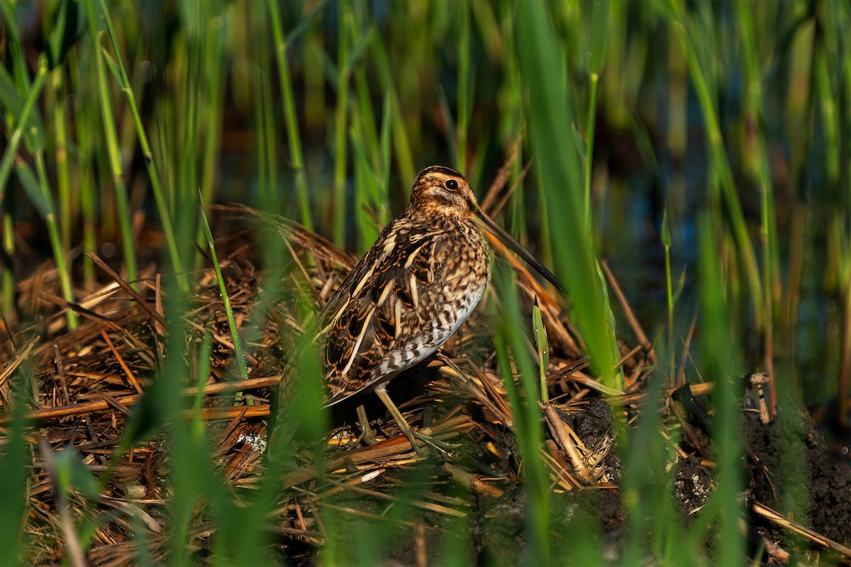 Common Snipe - ML643652312