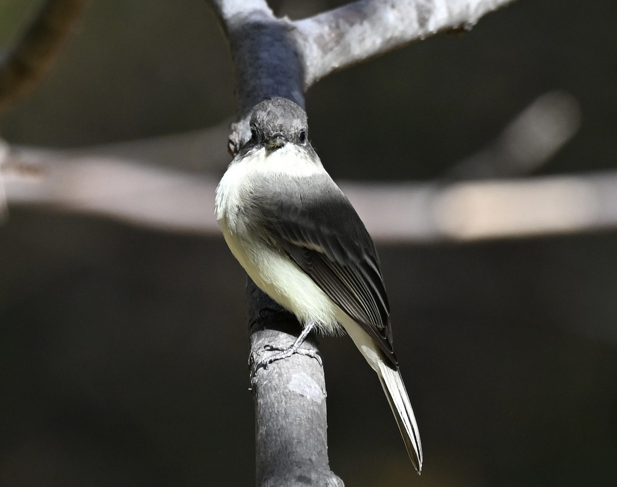 Mosquero Fibí - ML643652325