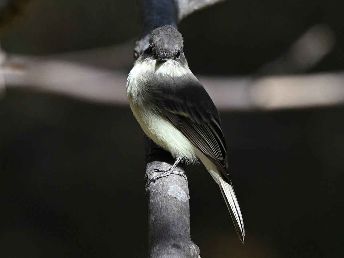 Mosquero Fibí - ML643652326